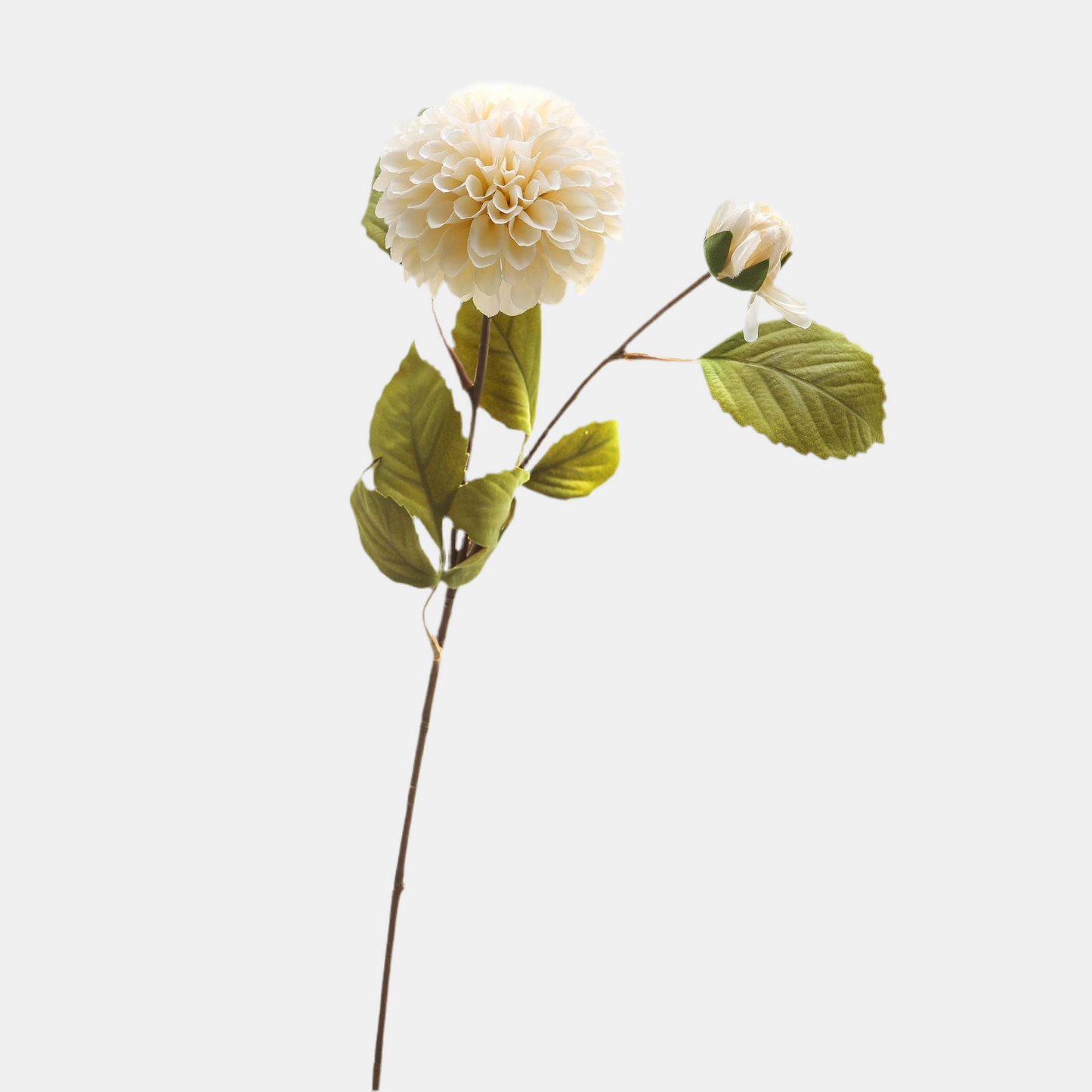 White Dahlia Stem
