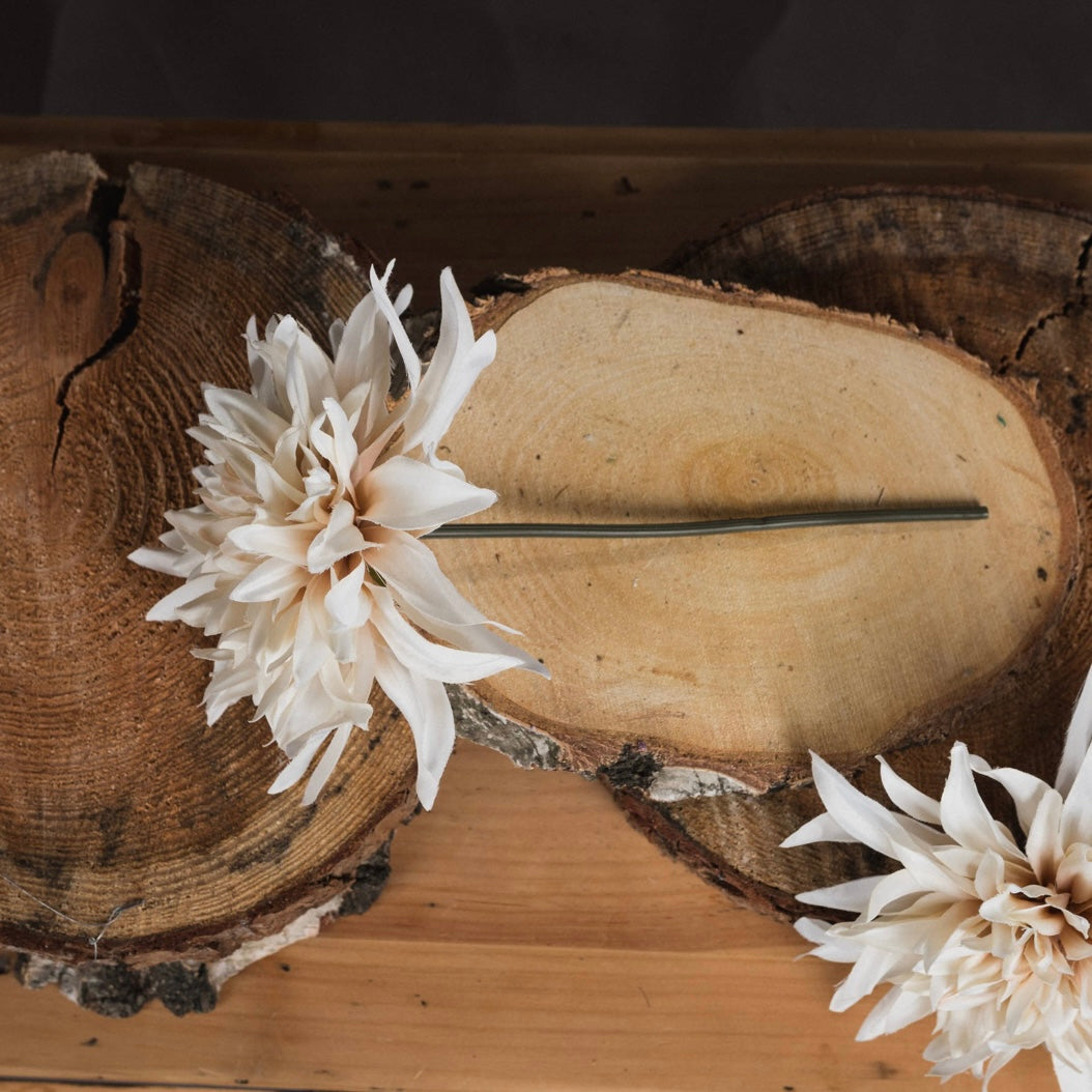 Cafe Au Lait Dahlia
