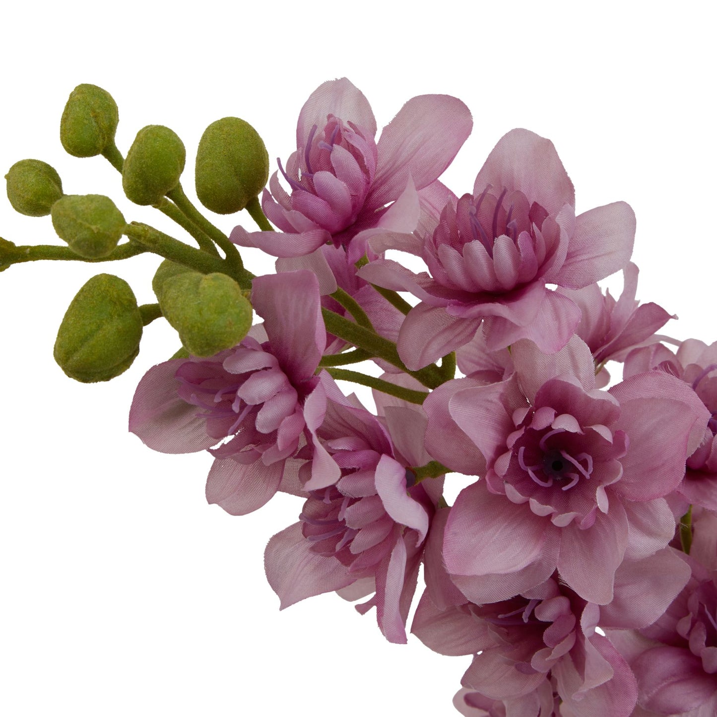Purple Elatum Delphinium