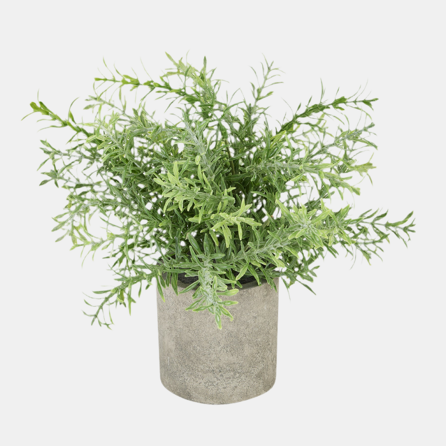 Rosemary Plant In Stone Effect Pot