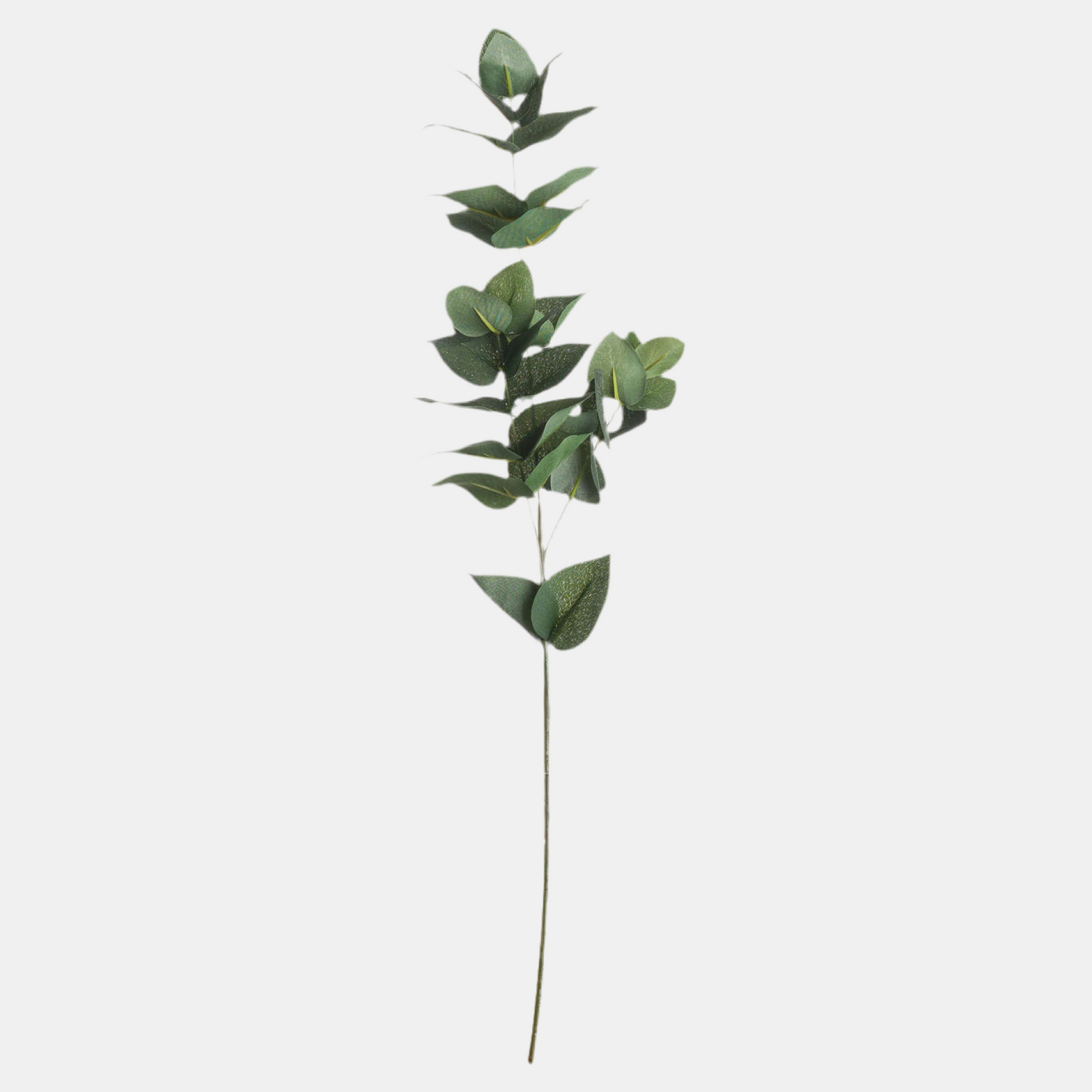 Eucalyptus Stem