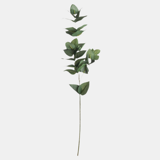 Eucalyptus Stem