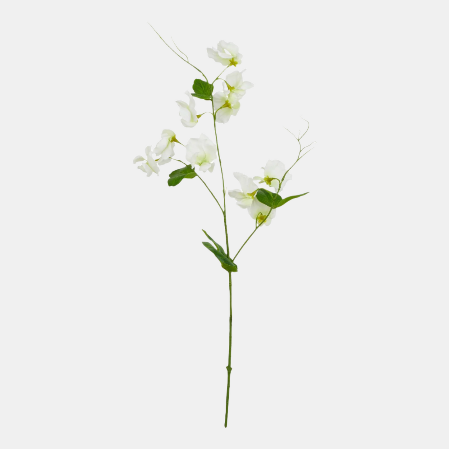White Sweetpea Stem