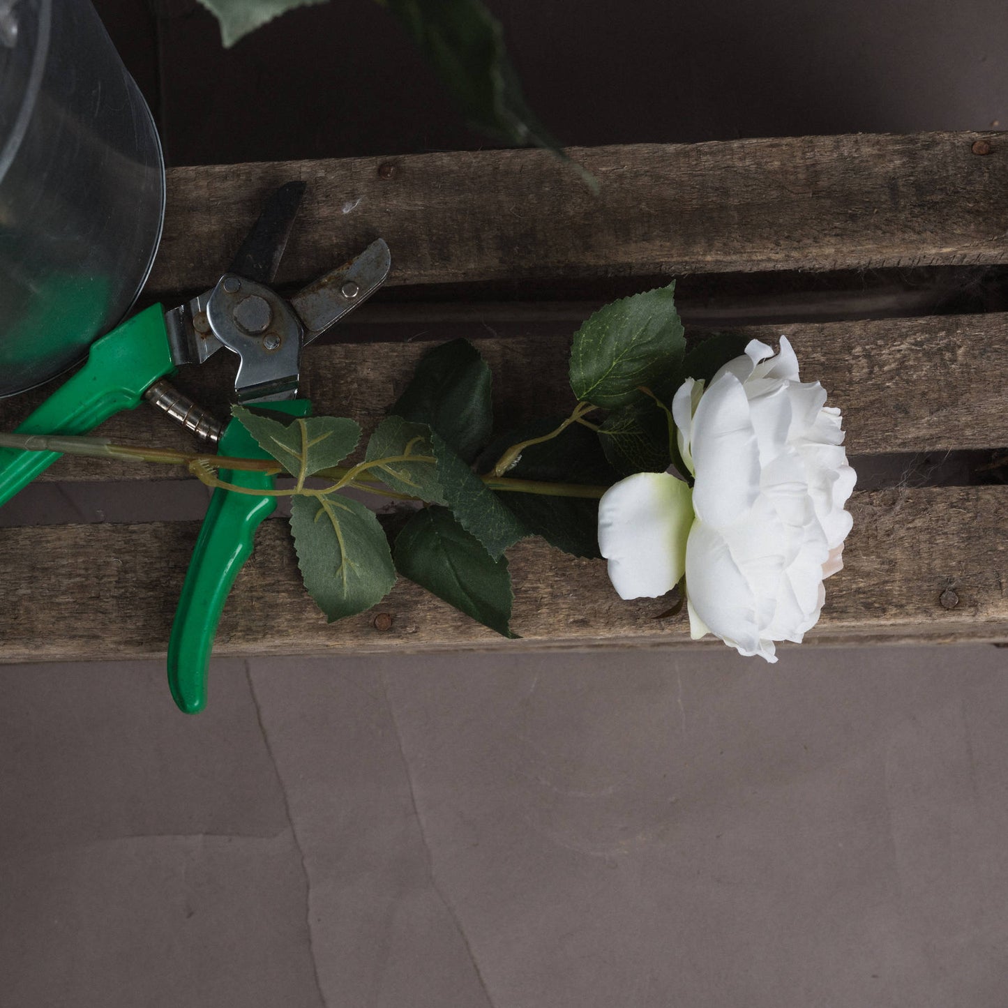 Garden Rose (Blush)