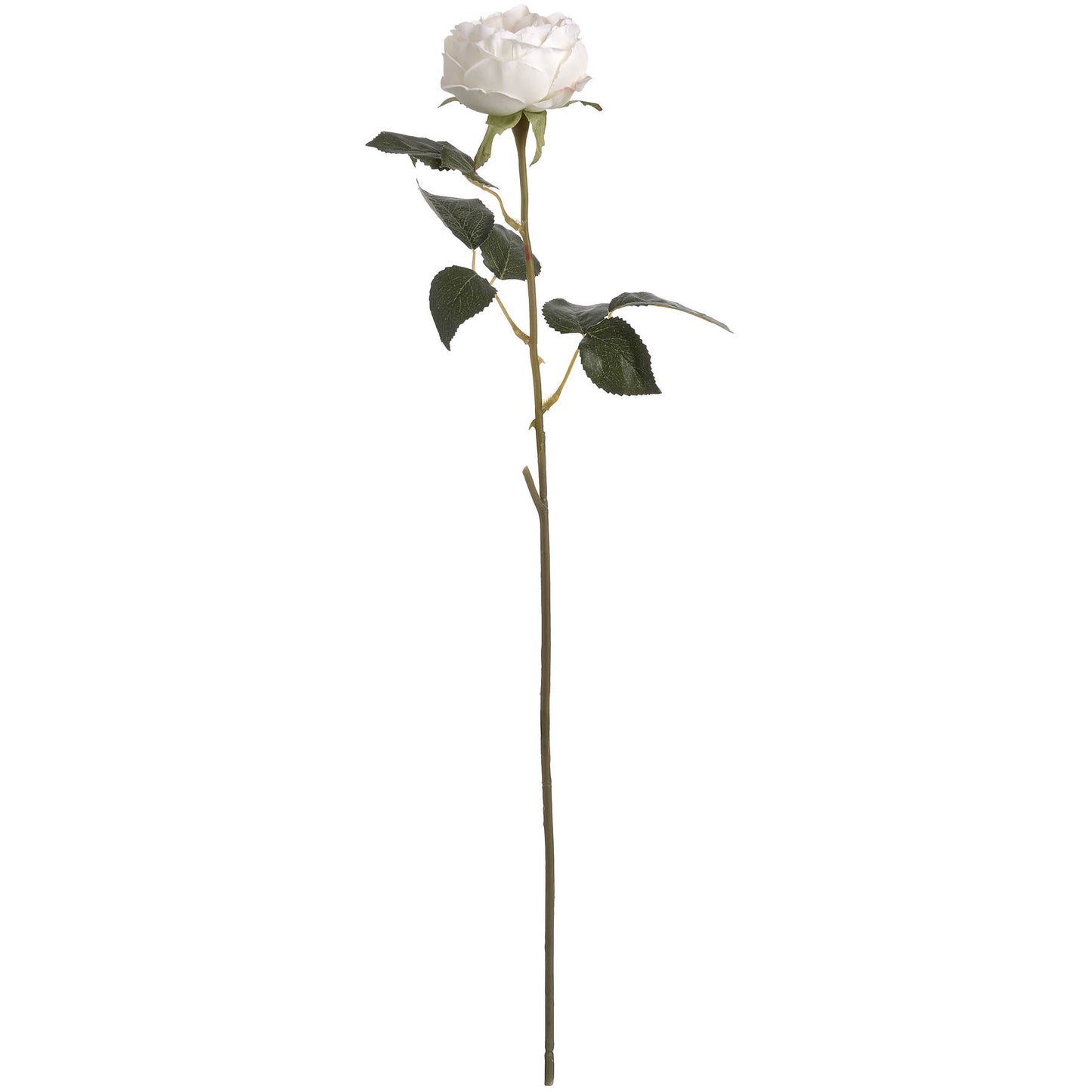 Garden Rose (Blush)