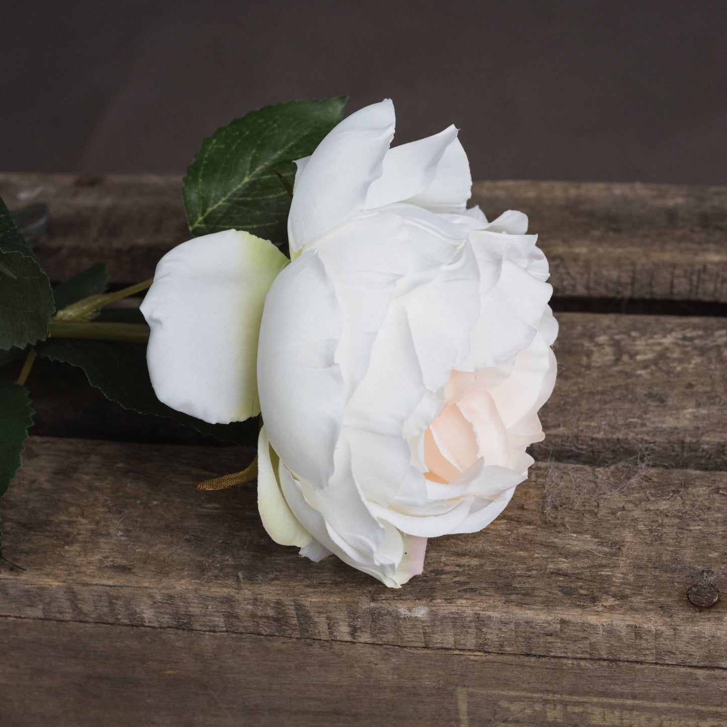 Garden Rose (Blush)