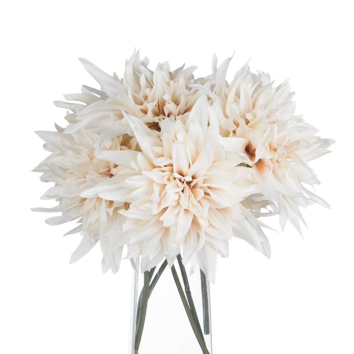 Cafe Au Lait Dahlia