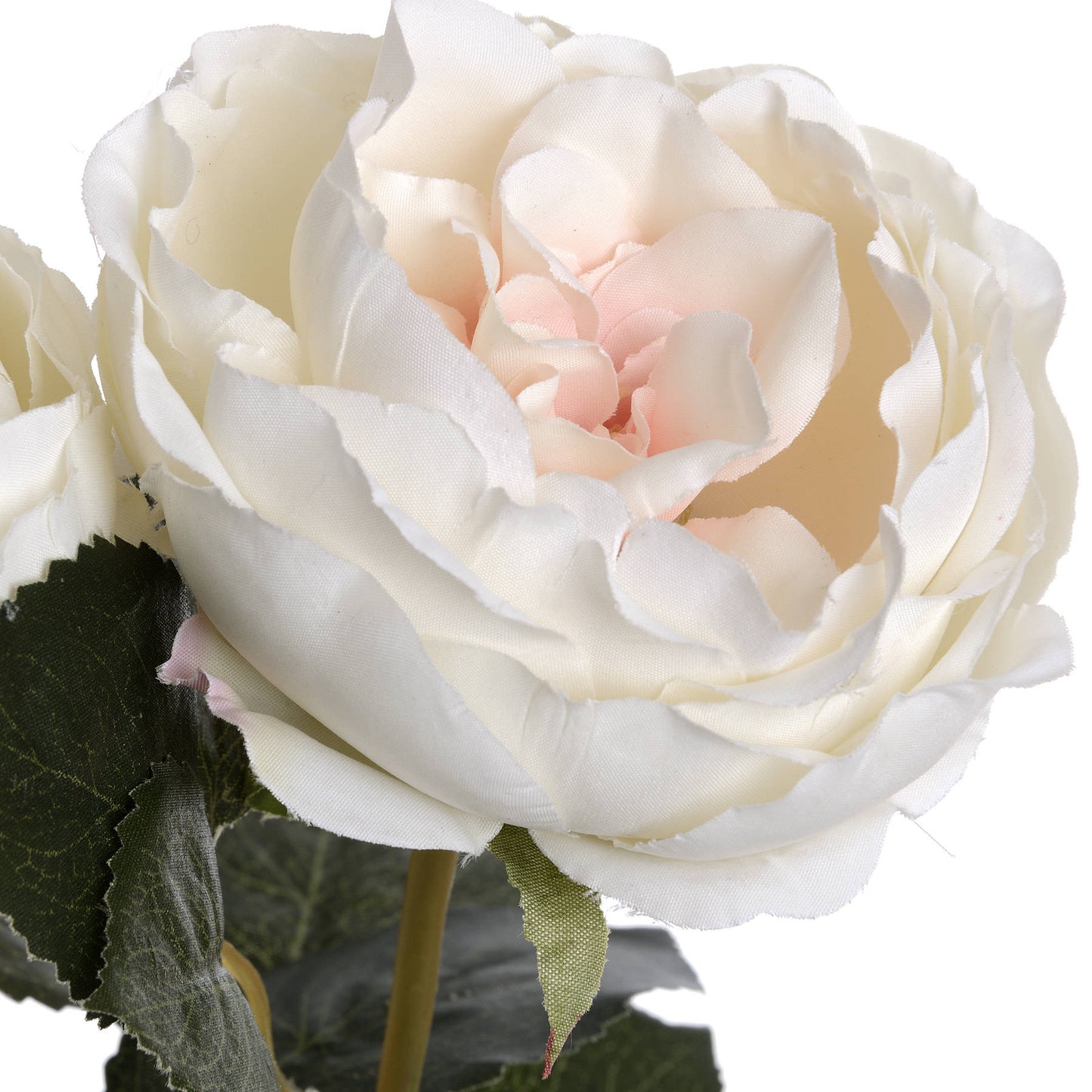 Garden Rose (Blush)