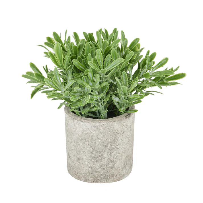 Faux Buxus Plant in Stone Effect Pot