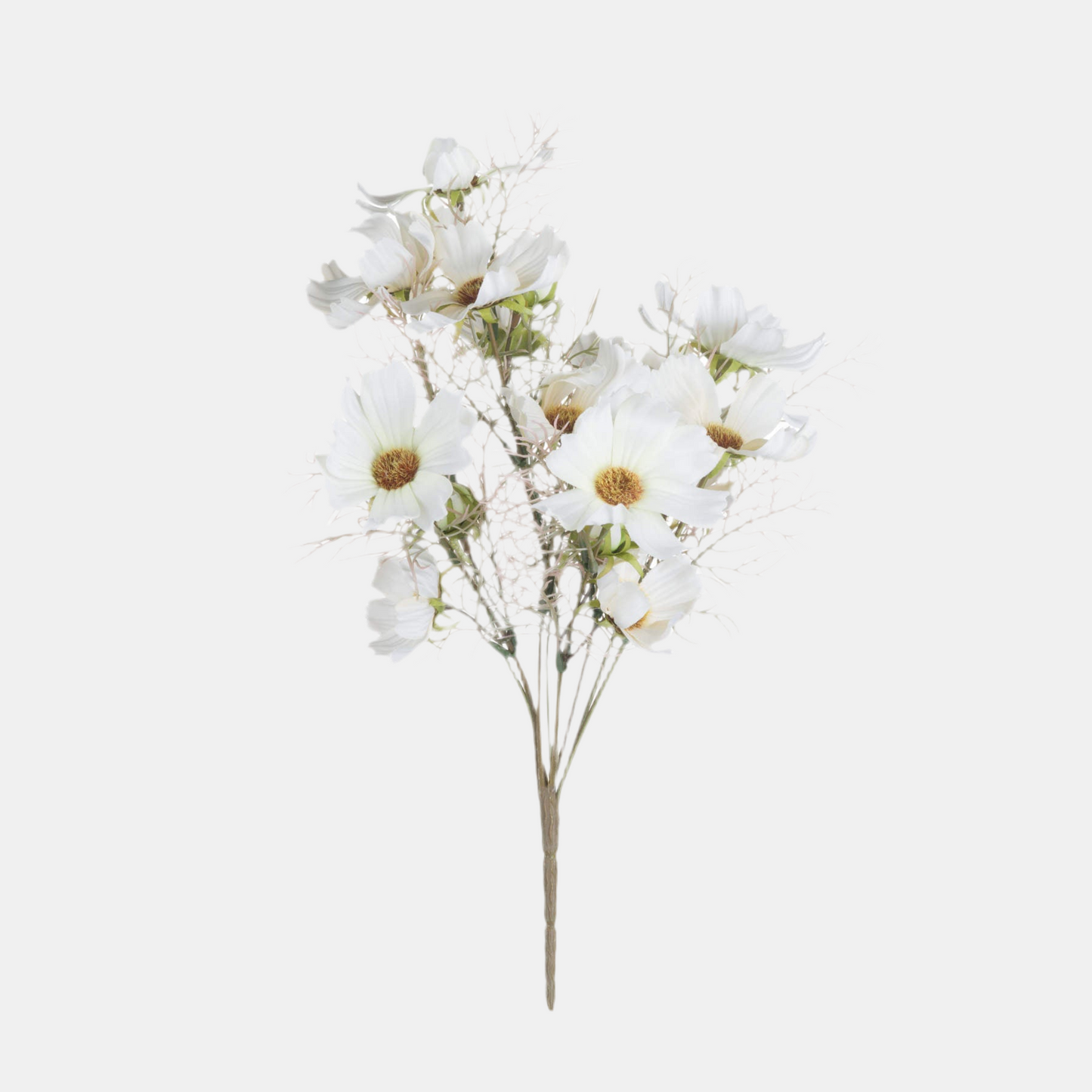 Cream Cosmos Spray