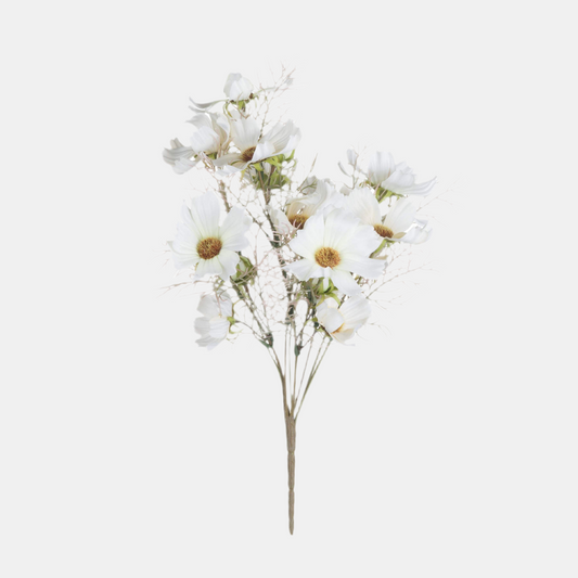 Cream Cosmos Spray