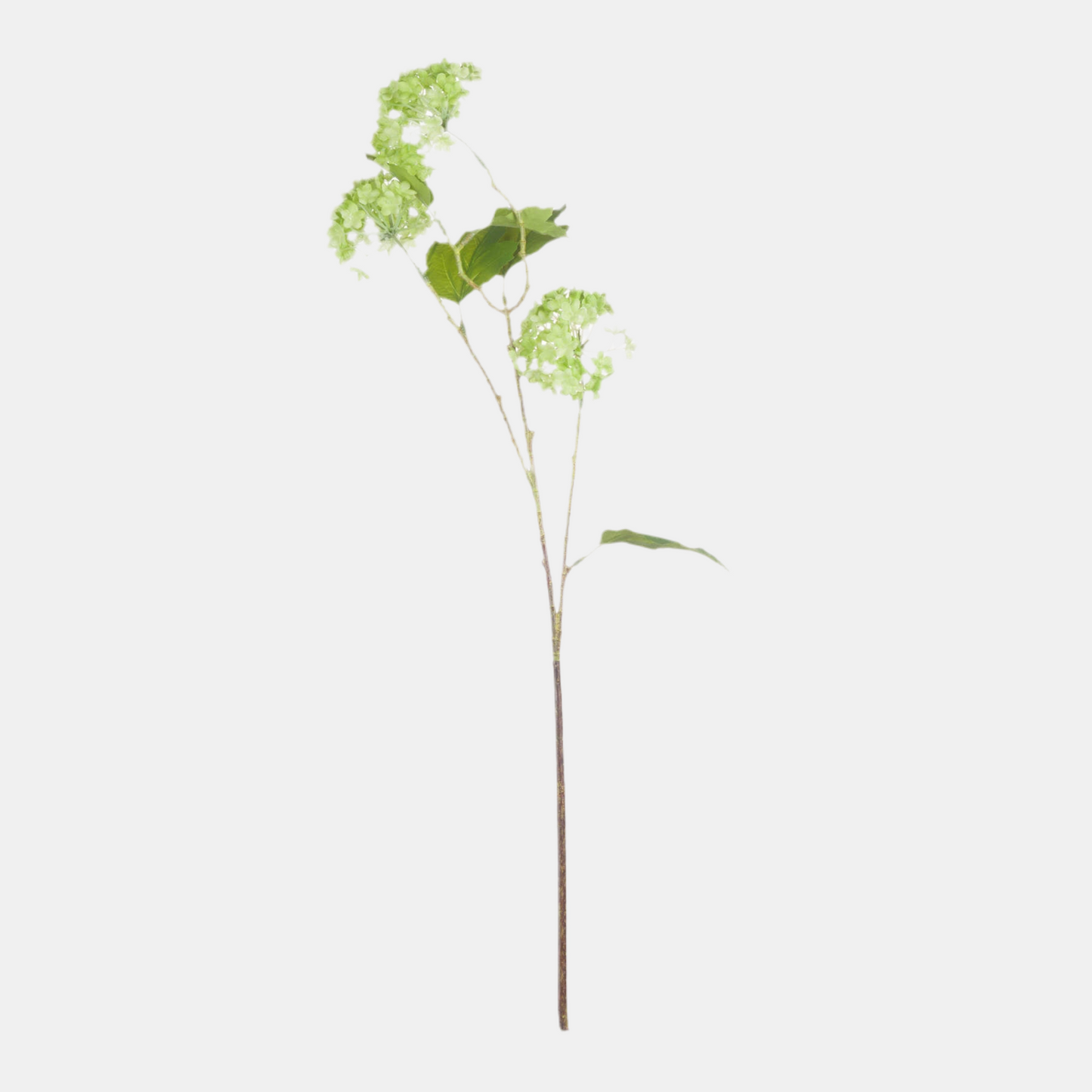 Green Viburnum Spray