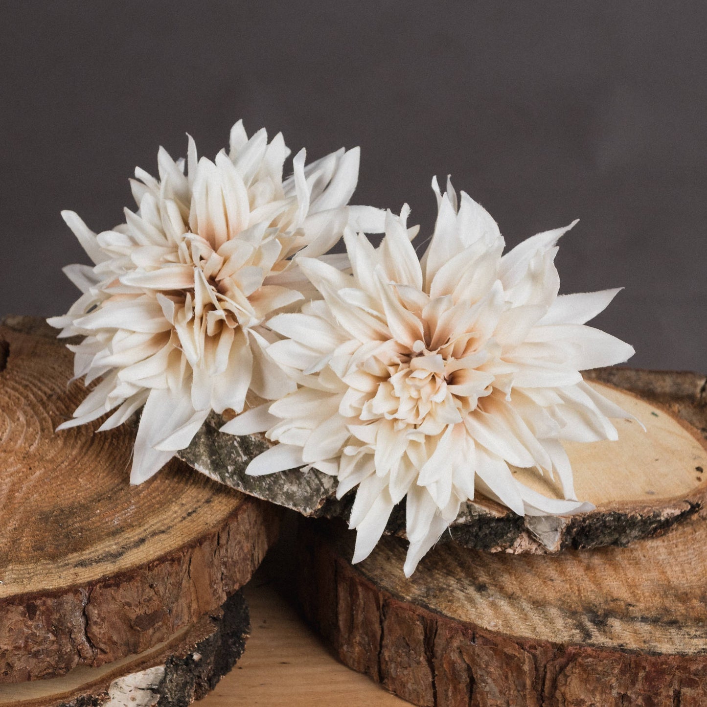Cafe Au Lait Dahlia