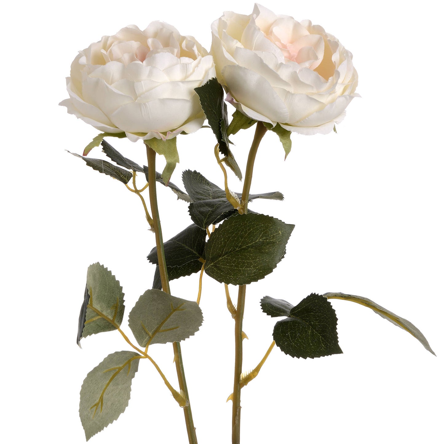 Garden Rose (Blush)