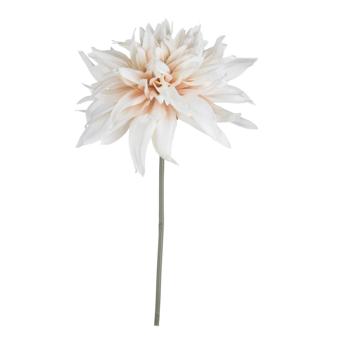 Cafe Au Lait Dahlia