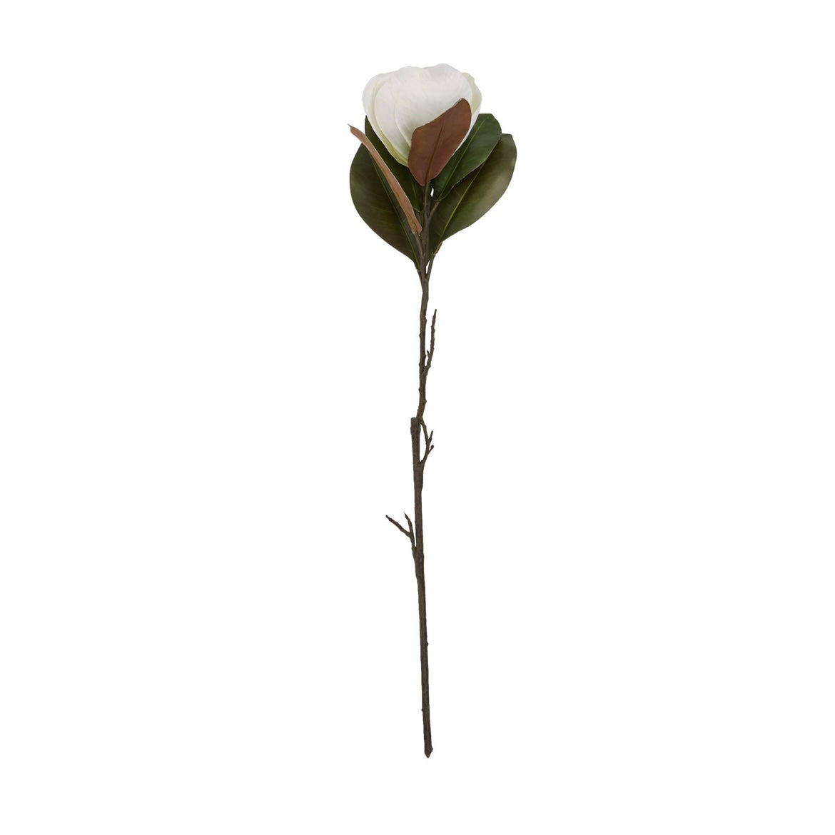 White Magnolia Stem