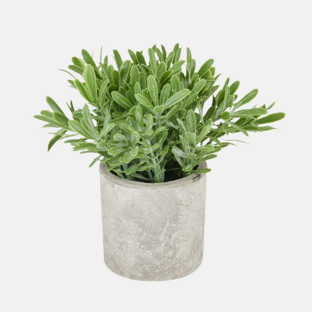 Buxus Plant In Stone Effect Pot