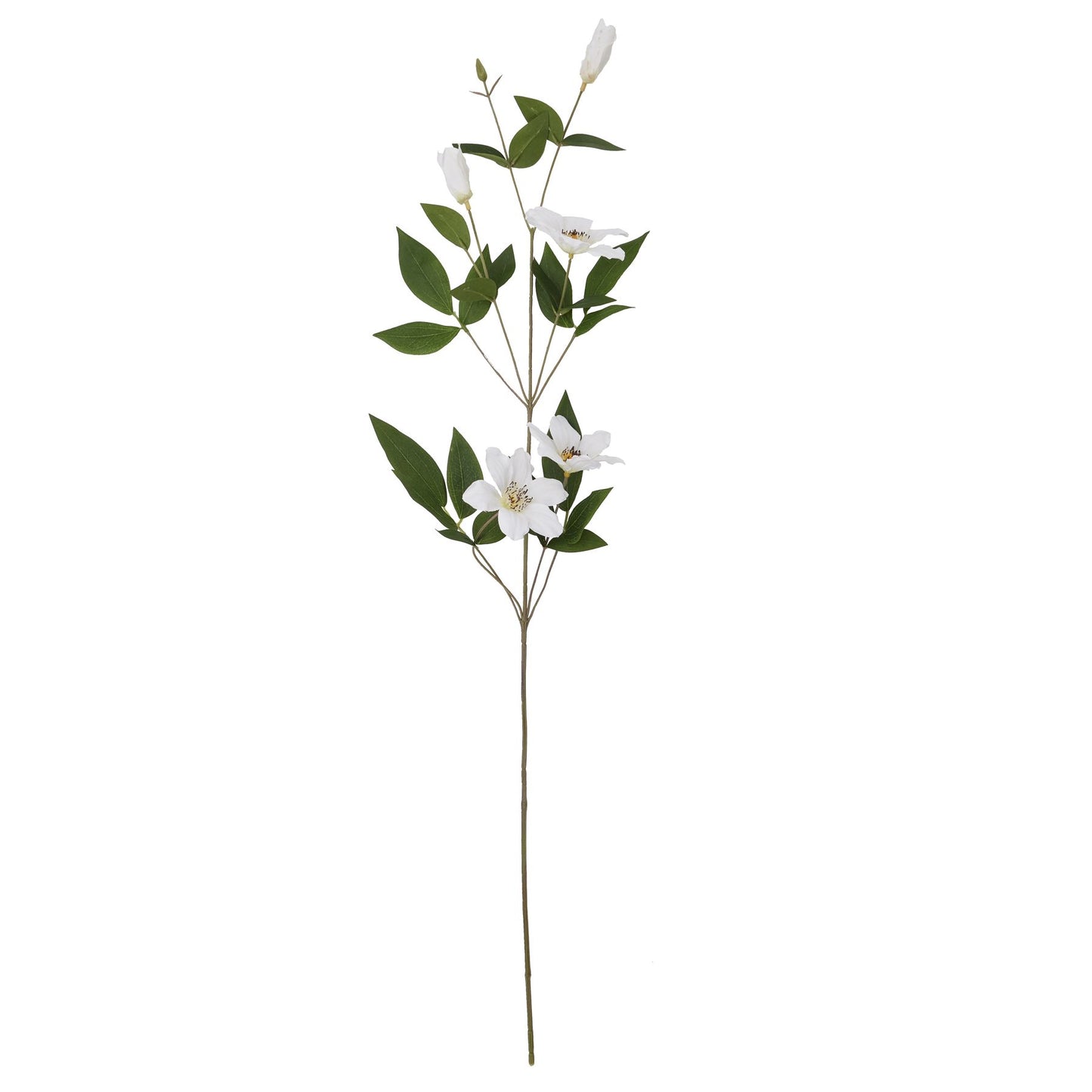 White Florida Clematis Spray