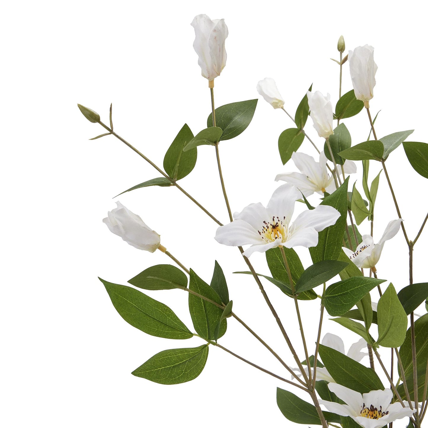 White Florida Clematis Spray