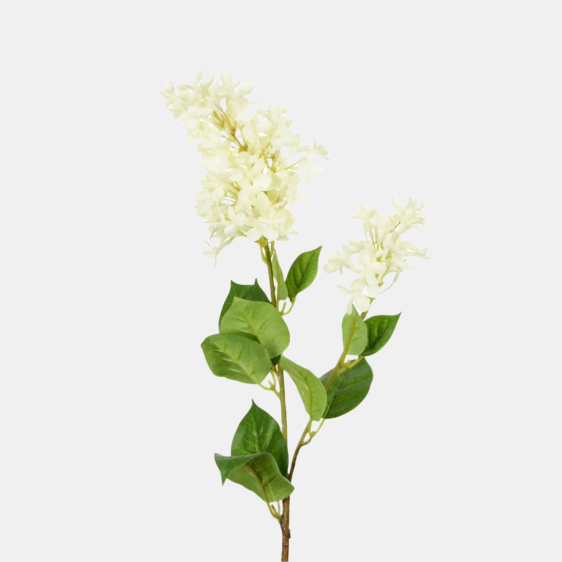White Lilac Stem