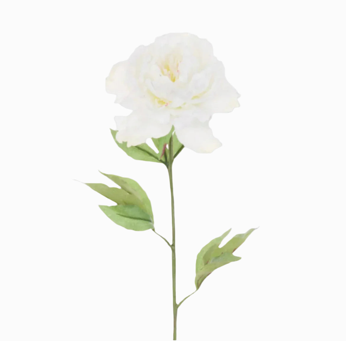 Cream Peony Stem