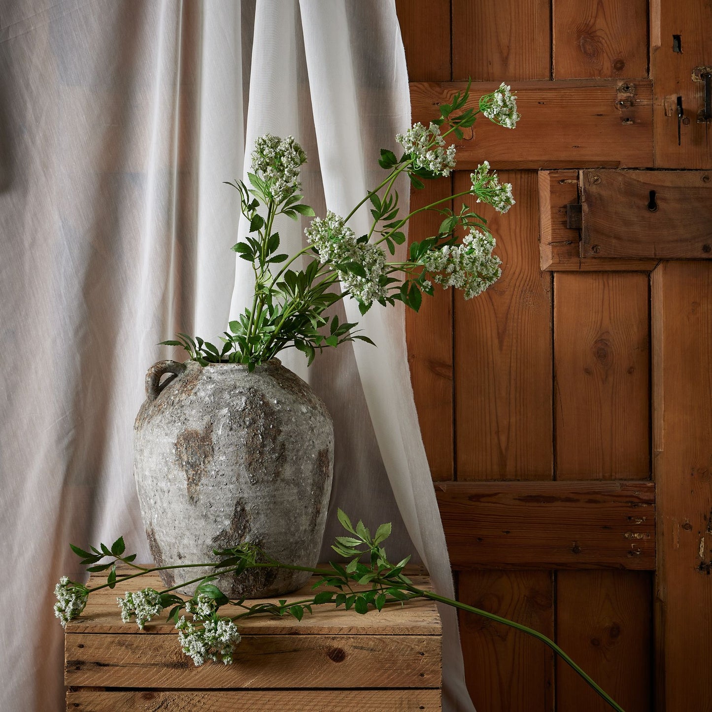 Cow Parsley (White)