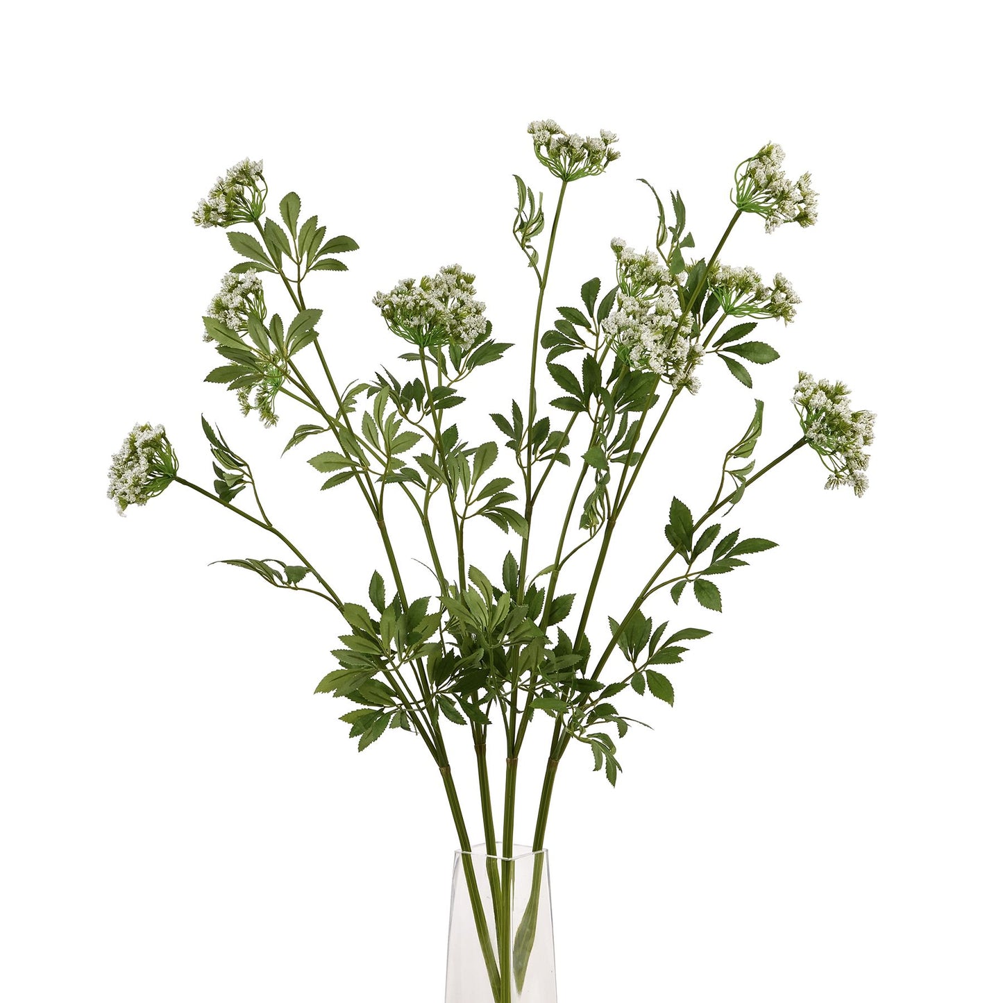 Cow Parsley (White)