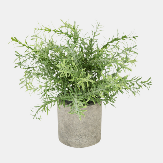 Rosemary Plant In Stone Effect Pot