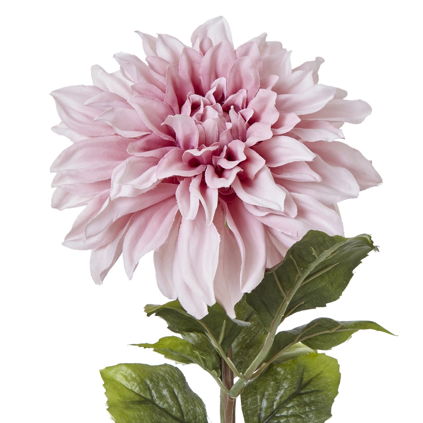 Pink Dahlia Stem