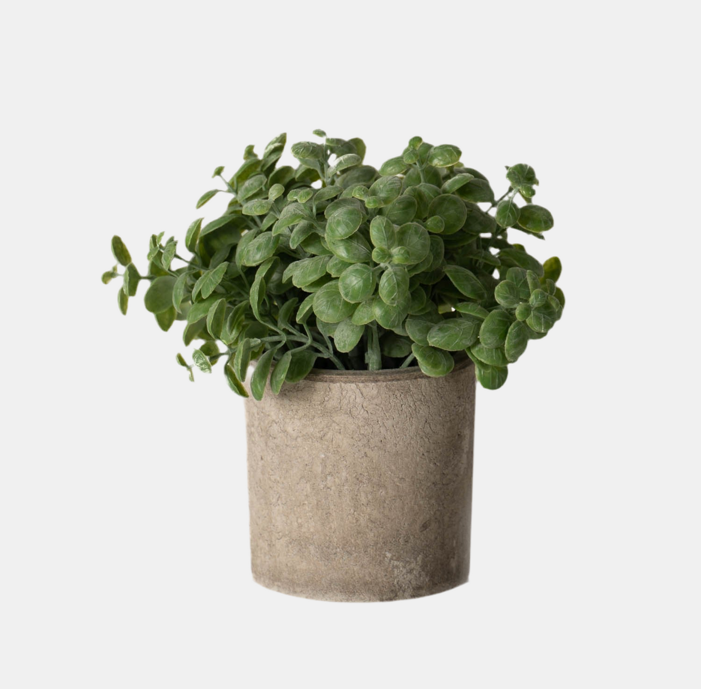 Basil Plant In Stone Effect Pot