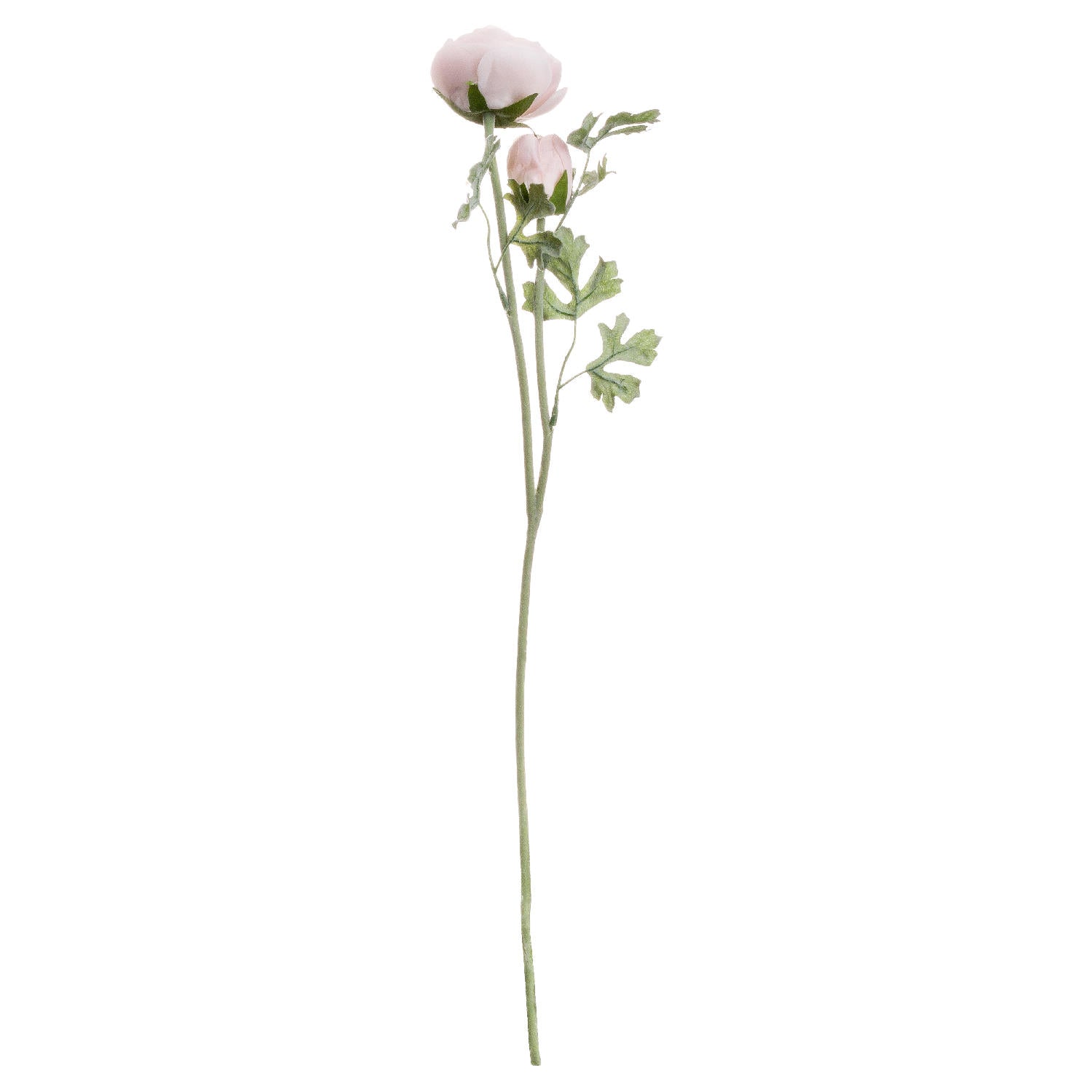 Ranunculus (Pink)