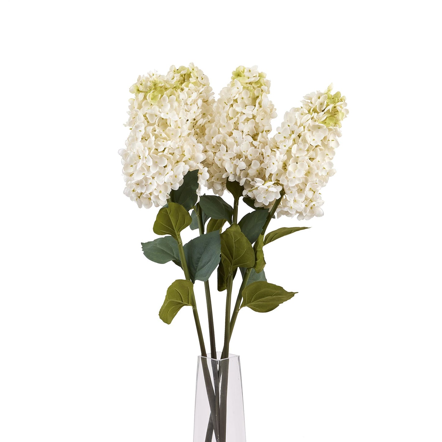 Spear Hydrangea