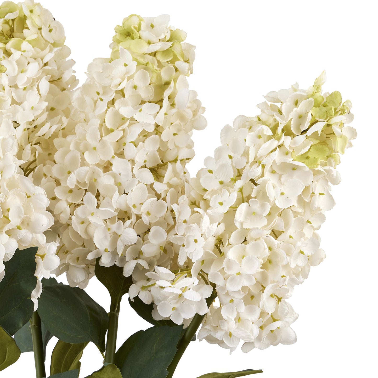 Spear Hydrangea