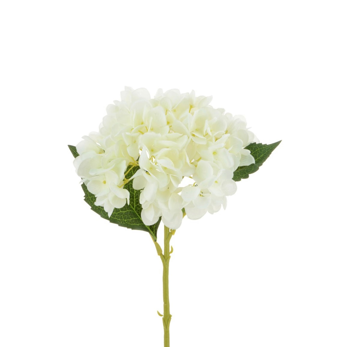 White-Hydrangea-Stem